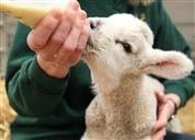 norfolk snett lamb