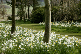 Narcissus Jack Snipe on the daffodil walk