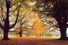 DR photo trees autumn