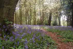 DSC 0044 Bluebells