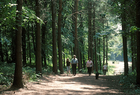 derby_nat_forest1