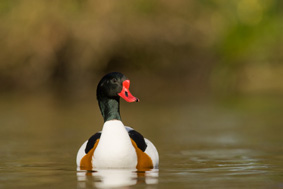 nwales rspb15